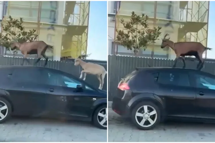 VIDEO. Clujeni, am trăit să o vedem și pe asta! Două capre au ieșit la plimbare: „Să vă pregătiți cardul că o să vină niște facturi de la service”