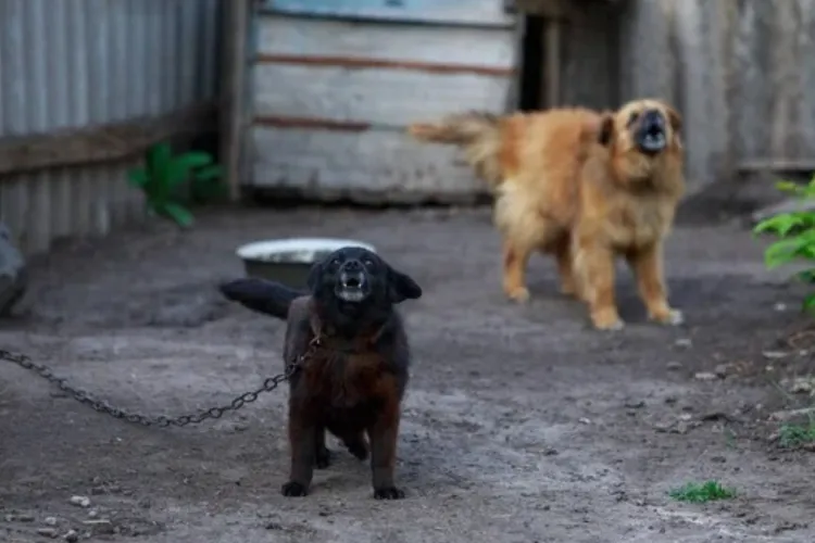 Coșmar continuu pentru câțiva clujeni. Câini care latră fără pauză și găini care lasă un miros insuportabil: „Vă rog frumos să luați măsuri!”