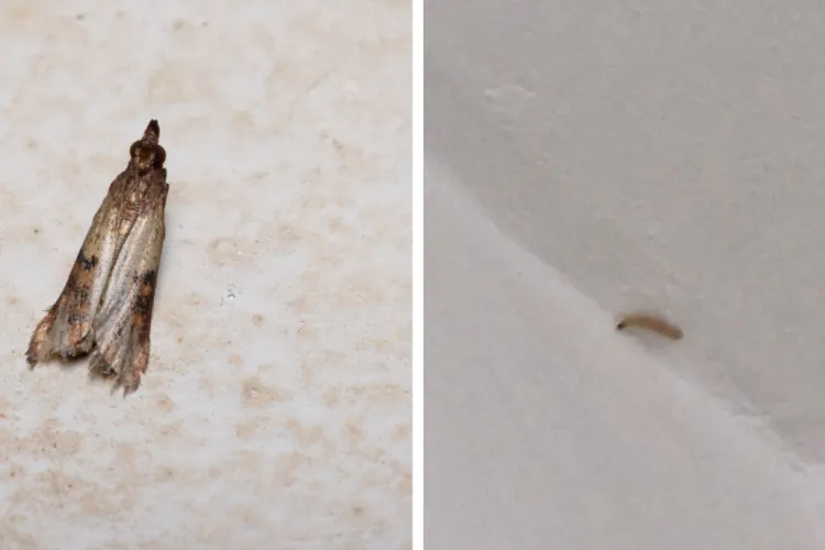 De la caju la făină niciun produs nu este în siguranță. Moliile preiau controlul asupra cămarilor clujenilor: „Am aruncat tot, chiar și zahărul nedesfăcut”