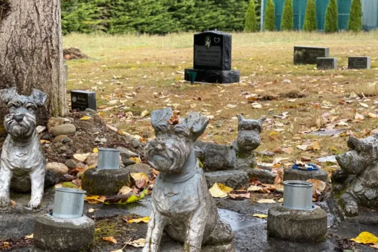 Visul lui Emil Boc devine realitate. Cluj-Napoca va avea un cimitir pentru animale, așteptat de toți clujenii. Proiectul, în consultare publică