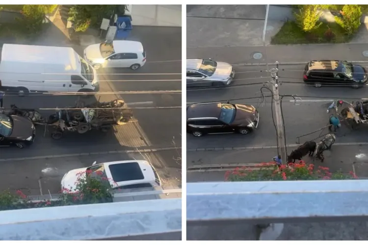 Episod absurd în Cluj-Napoca: Trafic blocat după ce o căruță a rămas pe mijlocul drumului, iar caii s-au așezat liniștiți pe trotuar FOTO