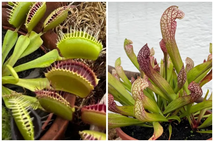 Plante carnivore rare pot fi văzute pentru scurt timp la Grădina Botanică din Cluj. Nu ratați ocazia să descoperiți sute de exemplare carnivore FOTO