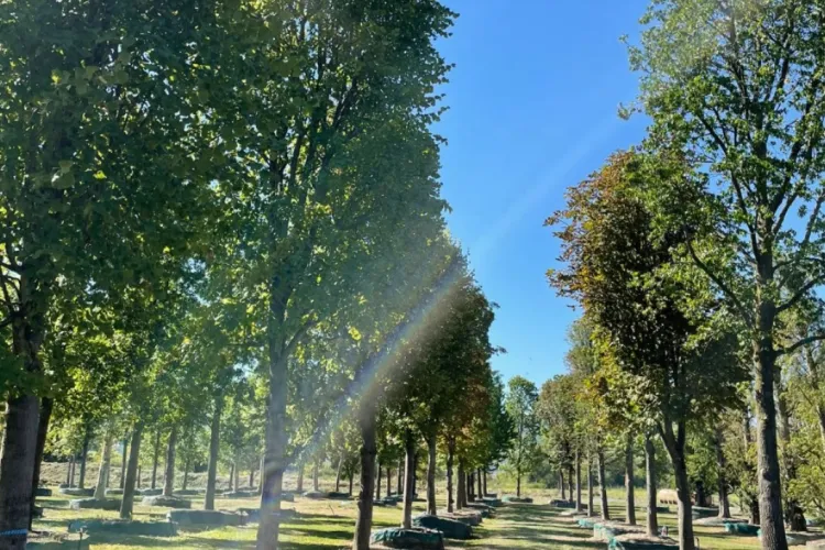 Proiect uriaș la USAMV Cluj: O viitoare pepinieră universitară va crește arbori pentru proiecte spectaculoase în oraș. În cât timp se va realiza VIDEO