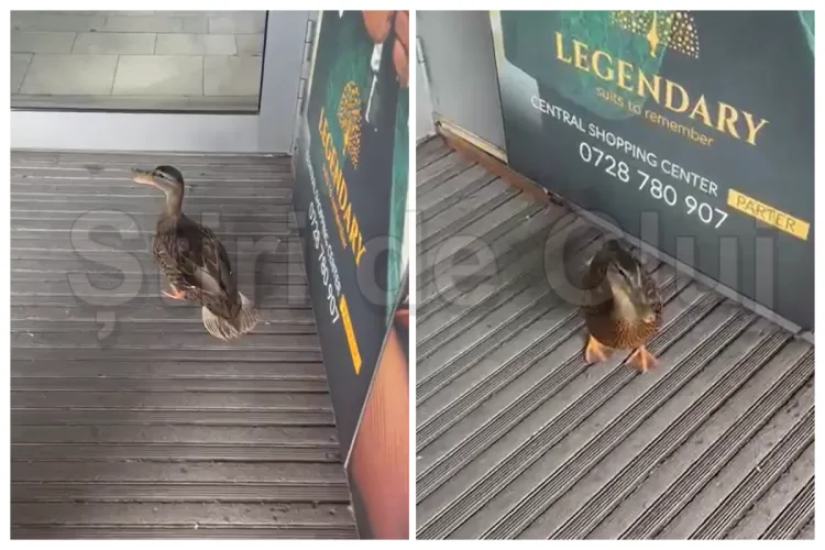 VIDEO. O rață simpatică, cel mai neobișnuit „cumpărător” al magazinului Central din Cluj-Napoca: „Nu era prea cheltuitoare. Chibzuia banii cu grijă!”