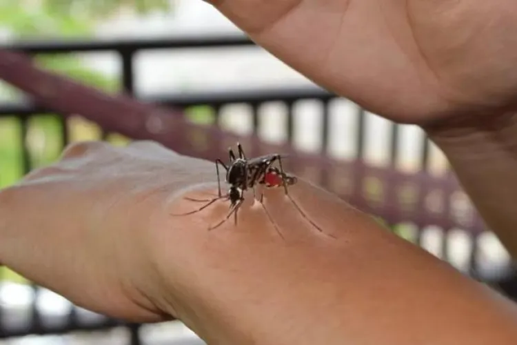 Locuitorii de pe o stradă din Cluj-Napoca, disperați de invazia țânțarilor: „Suntem mâncați de vii! Vrem răspunsuri reale, nu grafice pe hârtie!”