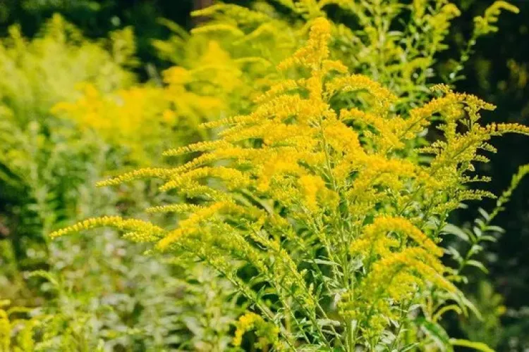 Lan de ambrozie la Cluj, chiar lângă case! Localnicii din Făget spun că nu mai pot respira și cer intervenția urgentă a autorităților