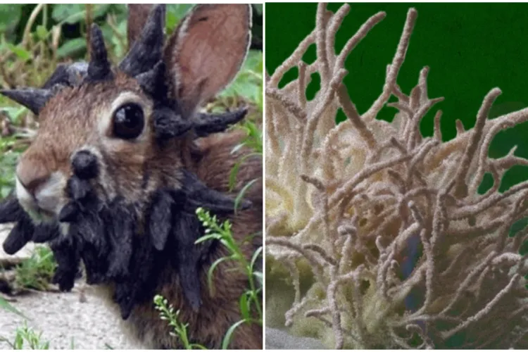 Virusul care transformă iepurii în „zombi” provoacă isterie la nivel mondial. Unii îl compară cu cordyceps din The Last of Us