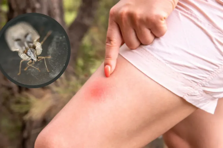 Invazie de insecte în parcurile din Cluj-Napoca: „Pișcă și dor două săptămâni! Seara nu mai poți sta pe iarbă. Degeaba spuneți că faceți dezinsecție!”