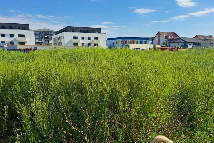 Ambrozia face legea în Florești! Un câmp s-a transformat într-o adevărată junglă: „Avem copii cu astm, nu se poate așa ceva” 