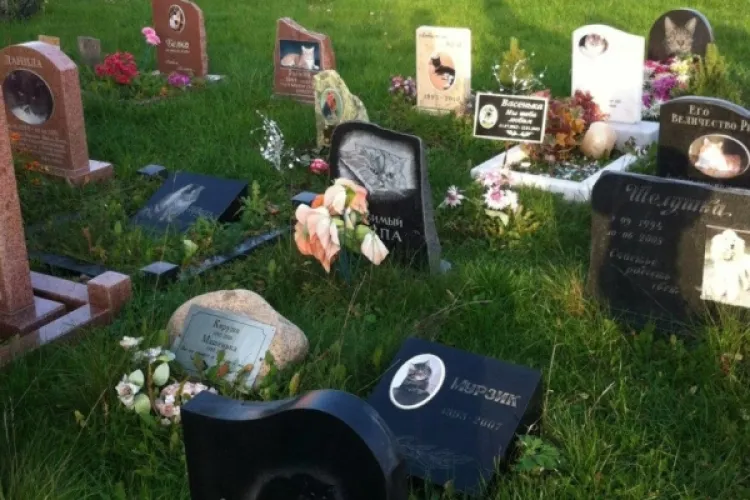 Primăria Cluj-Napoca vrea să construiască un cimitir pentru animale de companie. Unde va fi amplasat