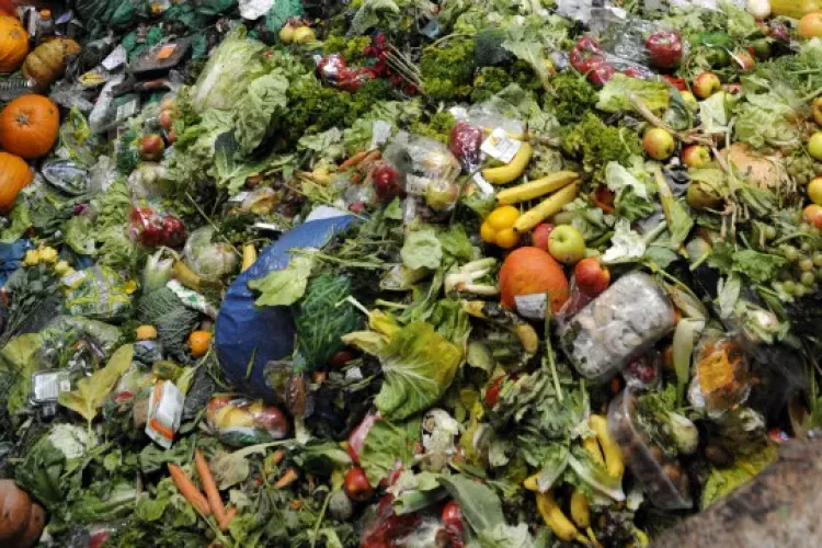 Situație revoltătoare într-un parc clujean: Cutii cu resturi alimentare atrag porumbei și pisici, iar copiii riscă să se îmbolnăvească