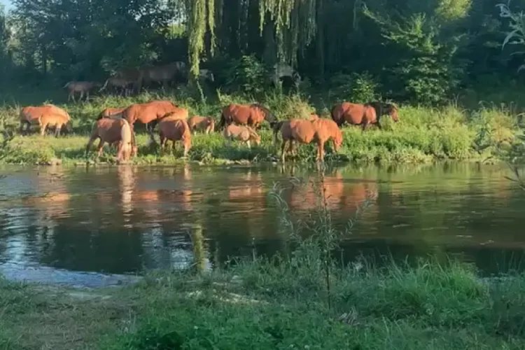 Parc transformat în grajd pe malul Someșului! Caii lasă în urmă o mizerie de nedescris: „Pot să apară boli” 