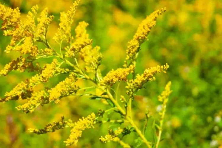 Primăria Cluj-Napoca pornește războiul cu ambrozia! Cetățenii sunt chemați să raporteze zonele infestate cu buruiana alergică