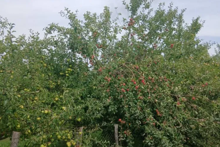 La Cluj, merele se vând direct cu...copacul, nu doar la kilogram. Cât costă un copac de mere care „Nu sunt stropite cu nimic” FOTO