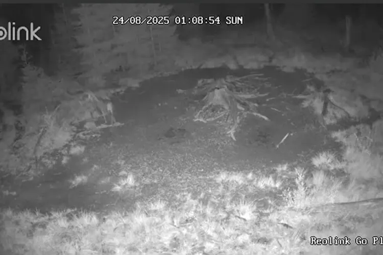 VIDEO. Dragoste sălbatică într-o pădure din Cluj. Cuplu de „îndragostiți” surprins în momente rare de intimitate în natură. Love is in the air!