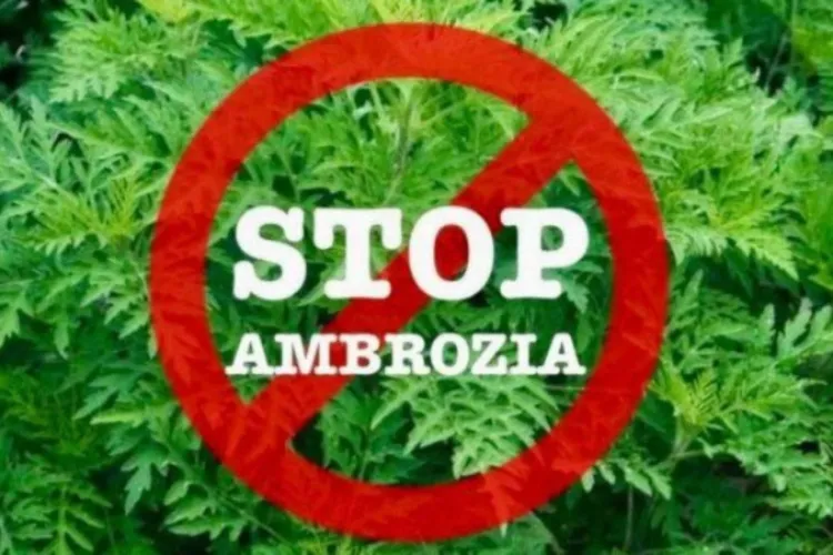 Prefectura Cluj avertizează: Ambrozia lovește puternic județul, iar clujenii sunt rugați să colaboreze. Amendă URIAȘĂ pentru cine nu respectă regulile