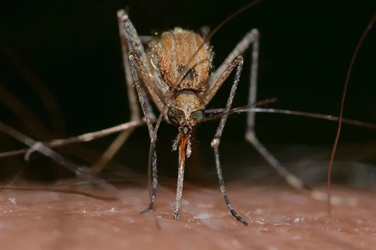 Alertă de virus West Nile: Opt cazuri confirmate deja, inclusiv într-un județ din Transilvania! Vezi cum te poți proteja de virusul periculos