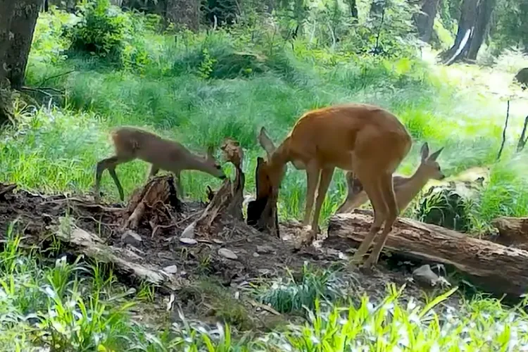 Familia Bambi, adorabilă în pădurile Clujului! Doi pui de căprioară filmați alături de mama lor grijulie. VIDEO Imagini de poveste, un cadou al naturii!