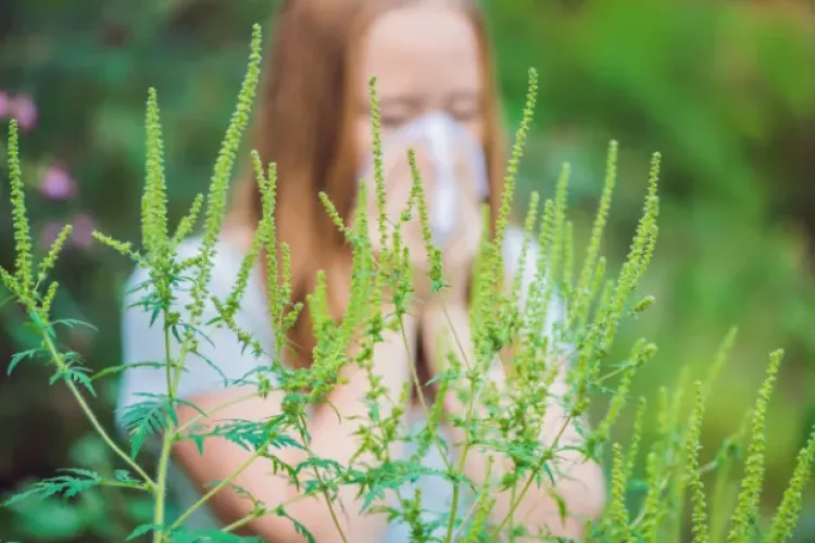 Cluj-Napoca este sufocat de ambrozie! Autoritățile nu au curățat terenurile semnalate: „E în plină floare și nimeni nu a curățat nimic”