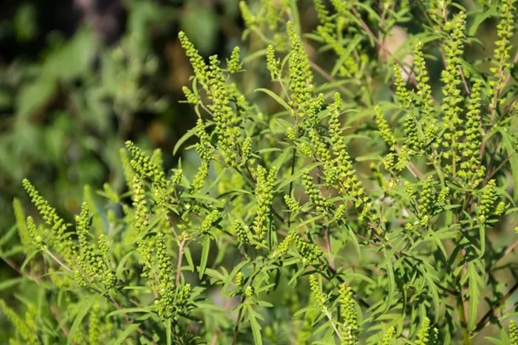 Cine sunt clujenii care riscă amenzi de 5.000 de lei în această perioadă din cauza unei plante. Amenzile cresc la 20.000 de lei pentru firme