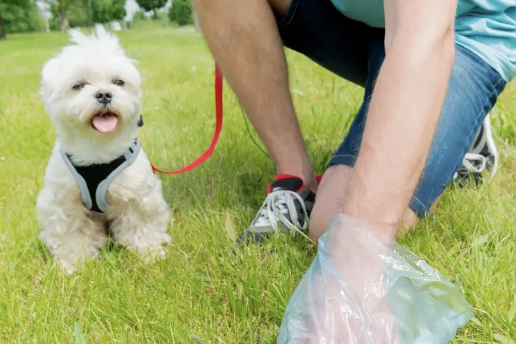 Revoltă în Cluj: Trotuarele spre biserică, pline de mizerie de câine! Localnicii cer poliției să-i găsească pe „vinovați”