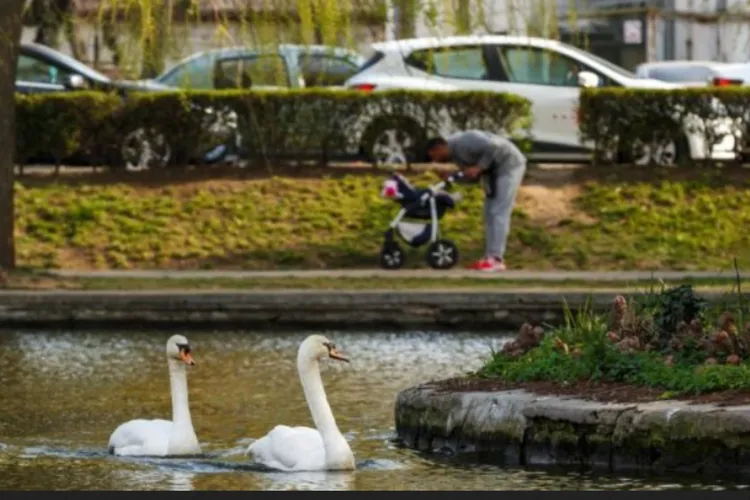 Unde au dispărut lebedele de pe lacul Chios din Parcul Central din Cluj-Napoca? „Ideea e că nu migrează singure nicăieri”