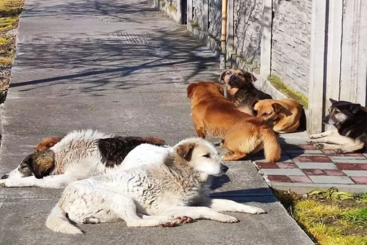 Câini agresivi, lăsați liberi pe străzile din Cluj. Locuitorii reclamă pericolul: „Nu e posibil să ne fie teamă să ieșim din case cu cățeii și copiii”