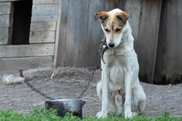 Un câine este ținut pe lanț și chinuit de zile întregi, pe o stradă din Cluj. Un vecin îngrijorat cere ajutorul autorităților: „Scheaună frecvent”