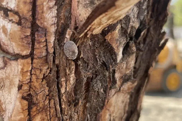 Copacii maturi ai Clujului, în pericol! Infestare cu gândaci pe malul Someșului: Se cere intervenția rapidă a Primăriei