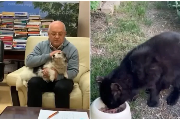 E oficial! Clujenii își pot aduce animalele de companie la Primărie. Emil Boc pregătește o cutie pentru motanul Freddie
