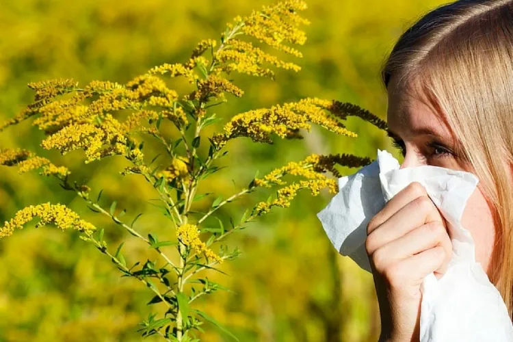 Clujenii sufocați din cauza ambroziei: Un locuitor spune că nici medicamentele nu mai ajută. Autoritățile chemate să intervină