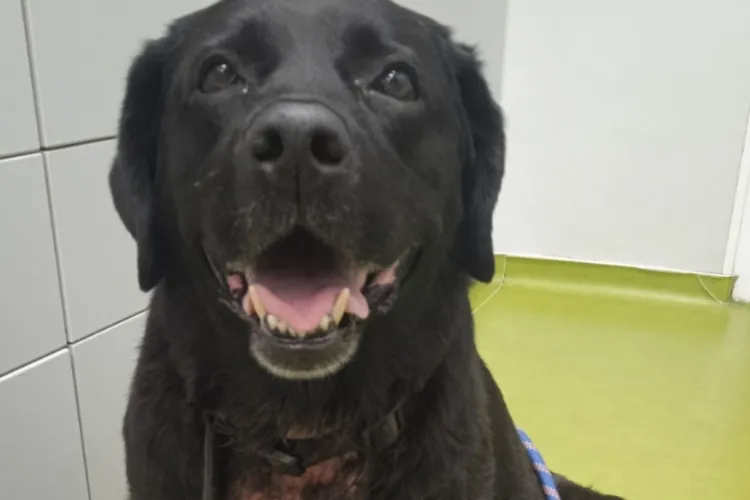 Caz șocant: Un câine senior a fost legat de copac și abandonat lângă un hypermarket. O clujeancă l-a găsit și cere ajutorul comunității: „Ce să fac?”