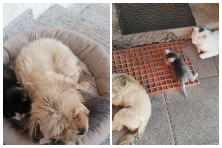 O cățelușă pierdută e căutată în tot Clujul. Maya este bucuria familiei, iar oamenii fac eforturi disperate să dea de urma ei! Ați văzut-o? FOTO 