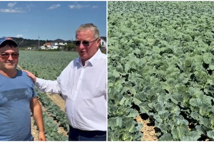 VIDEO. Deputatul Remus Lăpușan a găsit soluția ca toți fermierii din Cluj să aibă succes garantat, la fel ca „domnul Loți”: „Varză deosebită!”