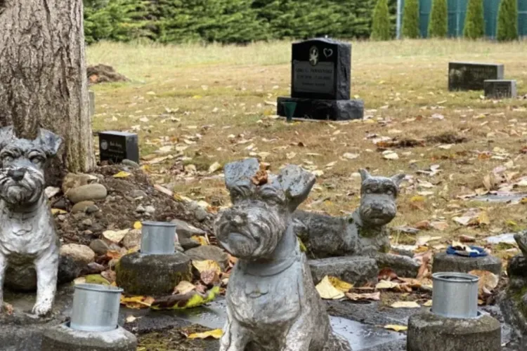 VIDEO. Animalele care ne-au iubit necondiționat vor avea propriul cimitir în Cluj! Proiectul primește undă verde de la Primărie și Emil Boc