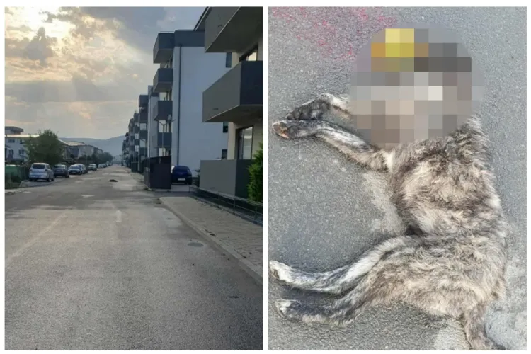 Dreptate pentru Lessie! O clujeancă îl caută pe cel care a lovit-o mortal azi-noapte în Florești și a lasat-o să moară: „Ajutați-mă să găsesc vinovatul”