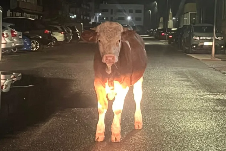 Florești, vizitată de trei vaci „rătăcitoare” la miezul nopții. Localnicii: „Mai inteligente ca majoritatea!” FOTO