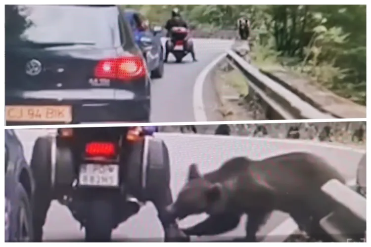 VIDEO: El este cel mai prost motociclist pe care l-ai văzut vreodată! A fost mușcat de picior de urs și NU PLEACĂ: „Ursul nu e pui de cățel!”