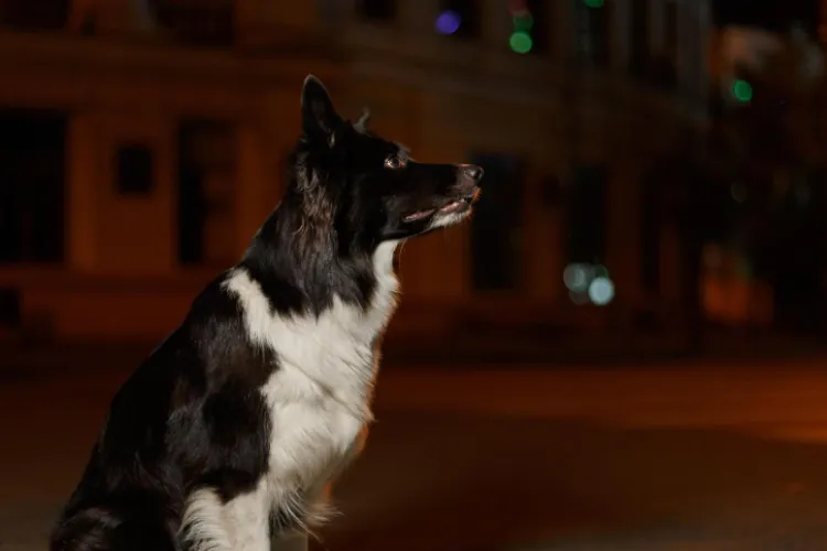 La Cluj se poate și civilizat! Cum a fost evitat un scandal între vecini din cauza unui câine care latră toată noaptea: „Nu putem dormi ”!/ „Propuneri?”