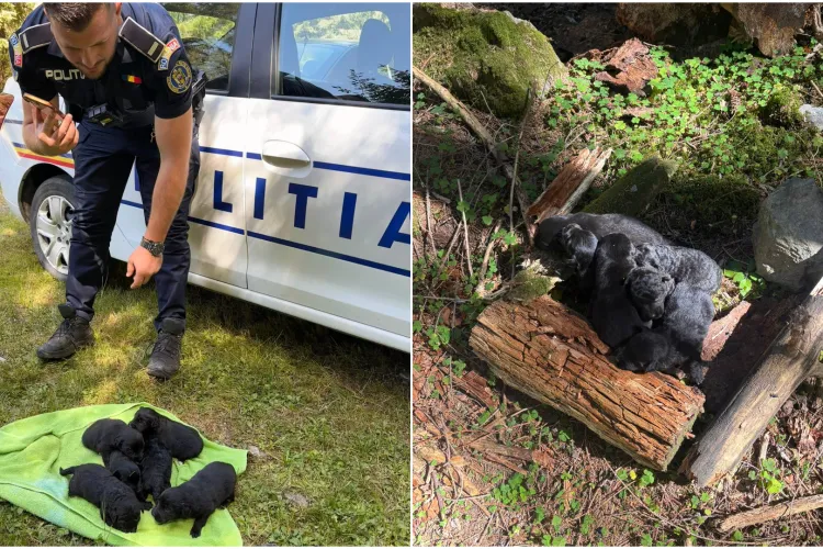 Cruzime de neimaginat! Șase cățeluși, găsiți abandonați într-un sac înnodat, în Cluj. Polițiștii au intervenit. Ce s-a întâmplat cu ei FOTO