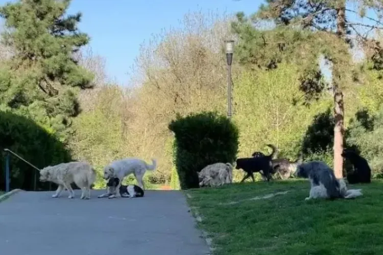 Câini uriași, lăsați liberi pe lângă școlile și grădinițele din Cluj-Napoca! Părinții se tem pentru viața copiilor: „Nu au lesă și sunt un pericol” 