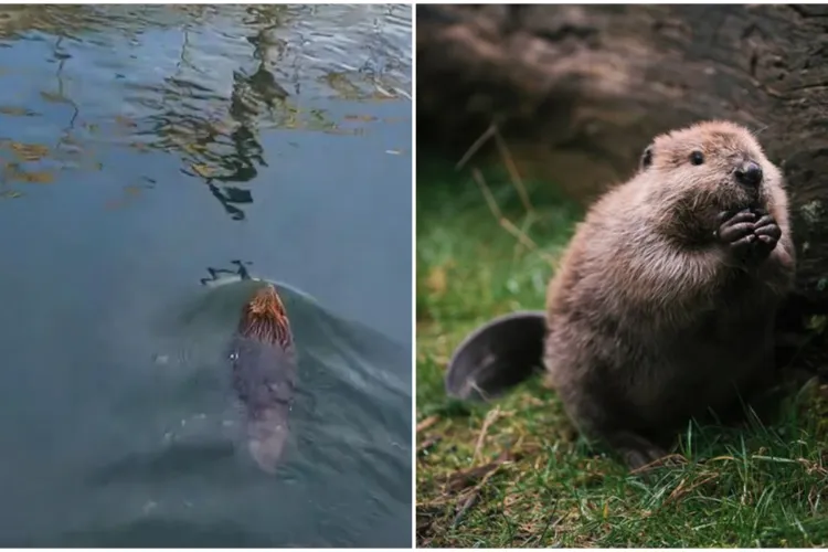 VIDEO. Momentul în care un musafir „de onoare” este surprins în apele Someșului în zona Grigorescu. „Am avut mari emoții!”