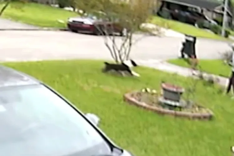 Tragedie în propria curte: O femeie de 70 de ani și-a pierdut viața după ce a fost atacată de câinele familiei, în timp ce încerca să îl hrănească