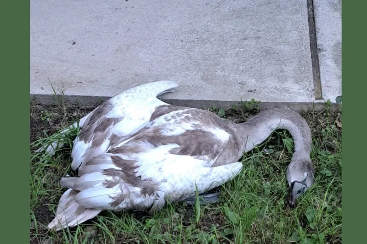 O clujeancă cere ajutor pentru o lebădă rănită în Grigorescu, în Cluj: „A căzut în gol. La Protecția animalelor nu răspunde nimeni. Ce e de făcut?” 