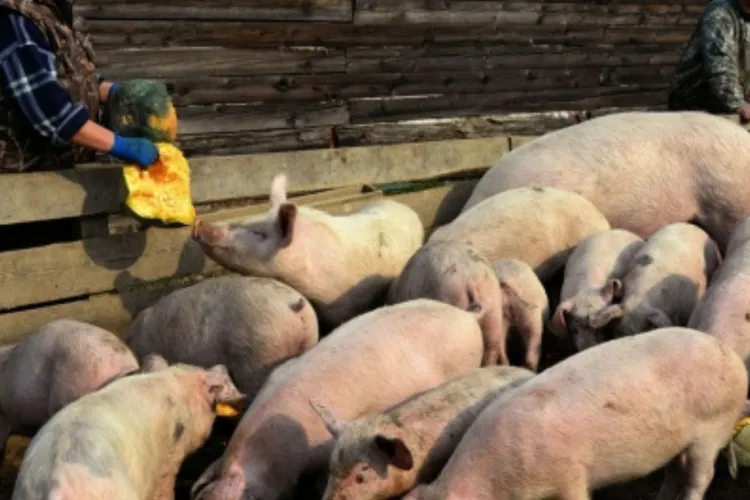 Pesta porcină lovește din plin Clujul! Apahida se confruntă deja cu un focar, iar autoritățile trag un semnal de alarmă. Ce trebuie să știe clujenii