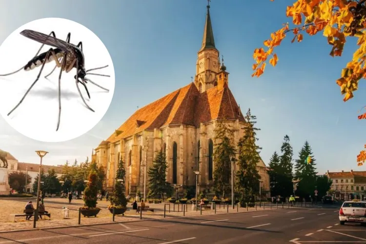 Țânțarii nu pleacă din Cluj nici la început de toamnă: Clujenii dintr-un cartier sunt exasperați că serile nu pot sta cu geamurile deschise