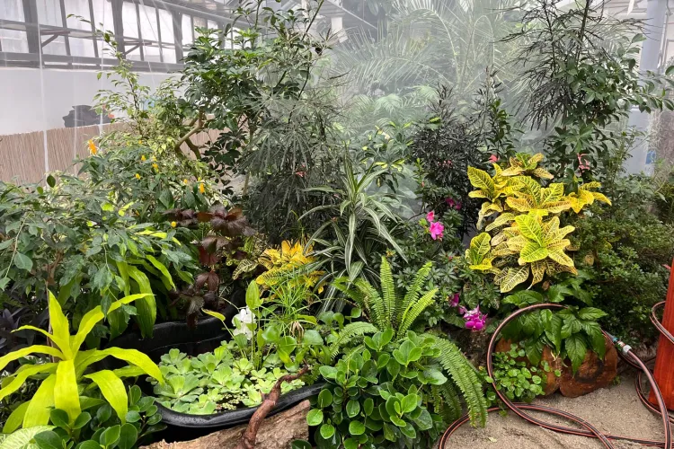 Spectacol unic la Grădina Botanică din Cluj-Napoca! Clujenii vor fi fermecați de un spectacol exotic FOTO