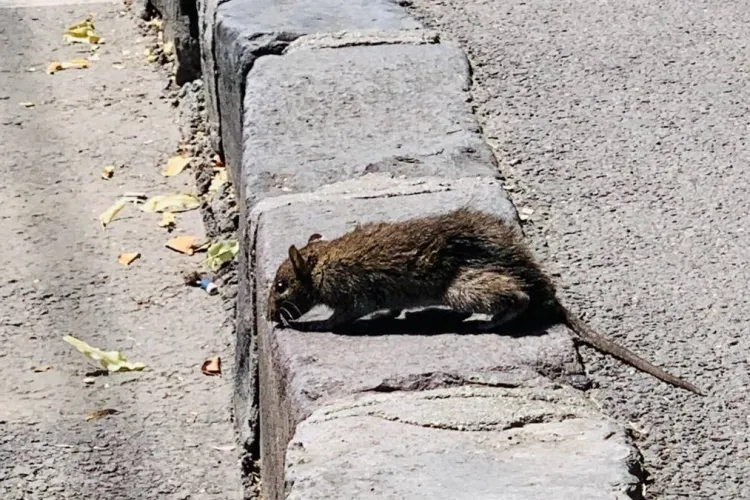 Pericol sanitar pe o stradă din Cluj-Napoca! Locuitorii reclamă șobolani prin curți și cer autorităților să ia măsuri imediate înainte să se transmită boli