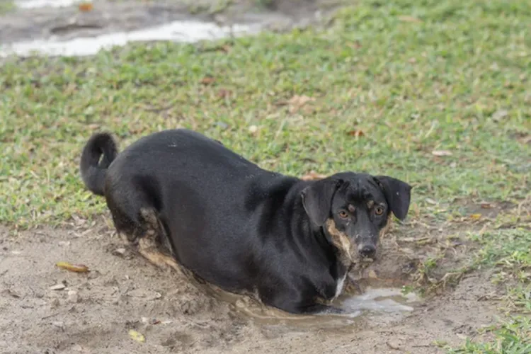 Teroare pentru patrupezi la Cluj! Câini ținuți în lanț zi și noapte, în ploaie și noroi, lângă o spălătorie din centrul orașului