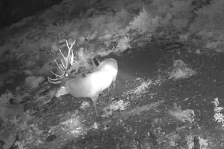 VIDEO: Un cerb super, filmat azi-dimineață în pădurile Clujului, în timp ce spune un altfel de „bună dimineața”. „Regele” vă salută într-un stil personal! 